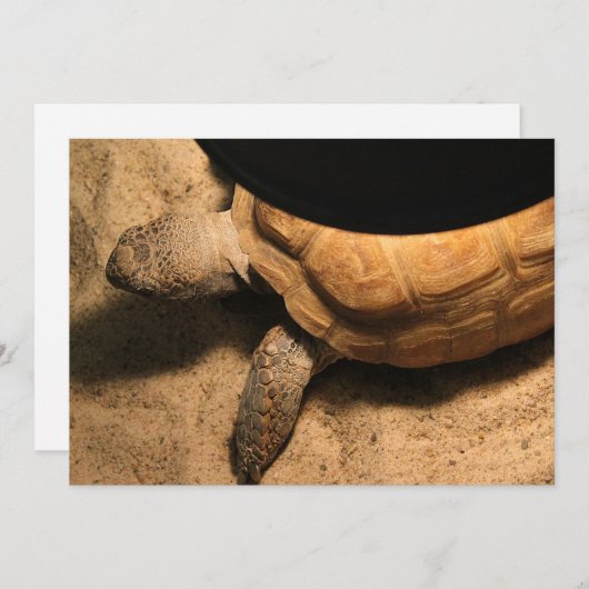 Gus the Tortoise (Front/Back)