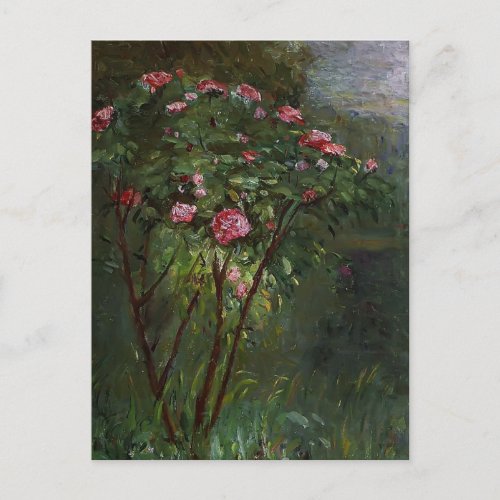 Gustave Caillebotte_ Rose Bush in Flower Postcard