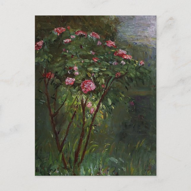 Gustave Caillebotte- Rose Bush in Flower Postcard (Front)