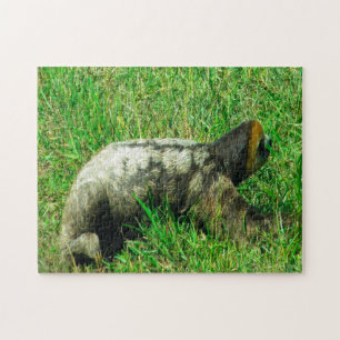 Guyana Sloath. Jigsaw Puzzle