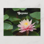 Guyana Water Lily Postcard