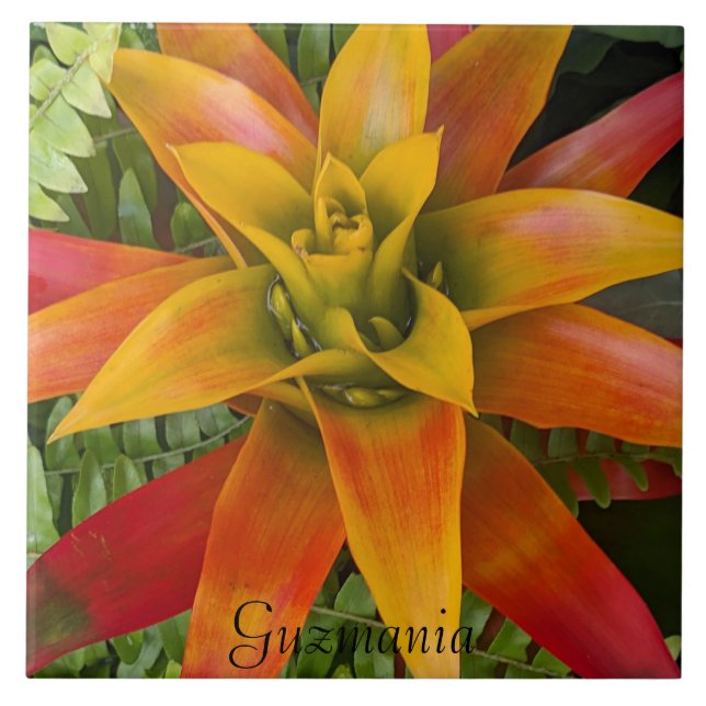 Guzmania Bromeliad Plant Floral Ceramic Tile (Front)