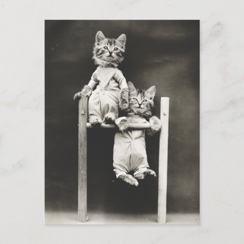 Gymnast Kittens Postcard