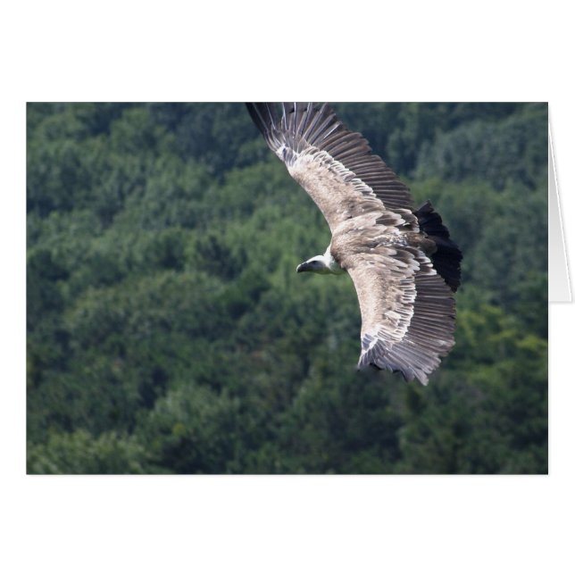 Gyps fulvus flying cards (Front Horizontal)