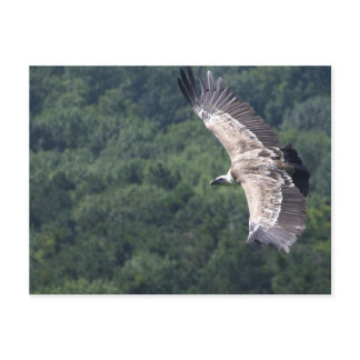 Gyps fulvus flying postcard