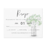 Gypsophila