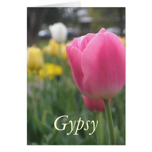 Gypsy Cards (Front)
