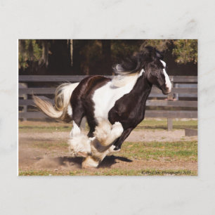 Gypsy Gold Gypsy Vanner mare postcard