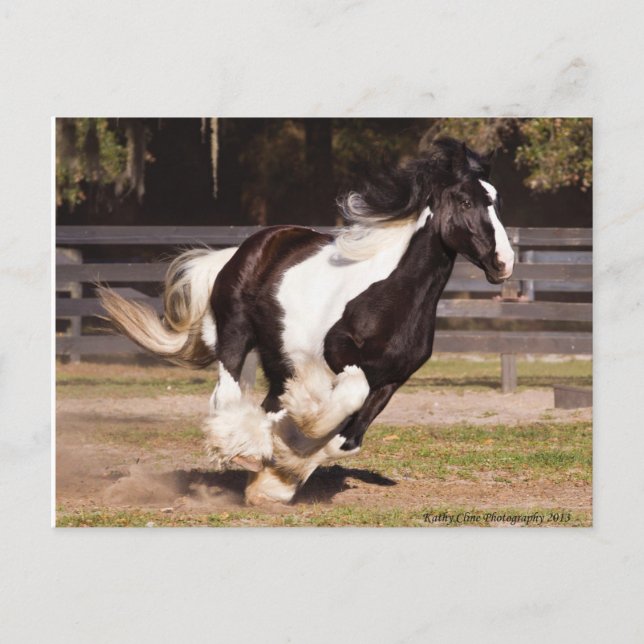 Gypsy Gold Gypsy Vanner mare postcard (Front)
