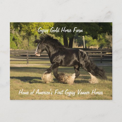 Gypsy Gold Gypsy Vanner postcard BB King