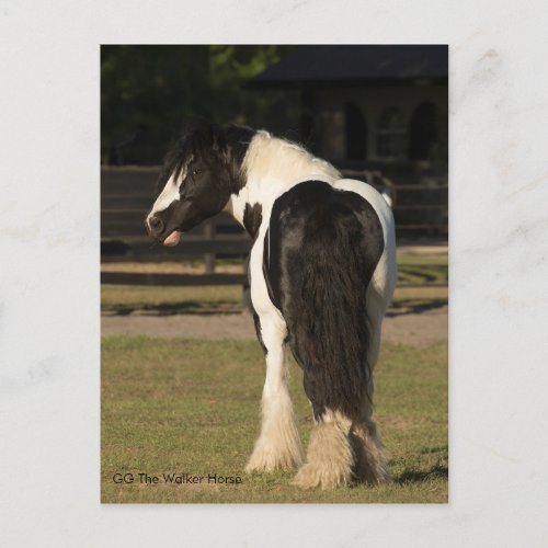 Gypsy Gold Gypsy Vanner The Walker Horse postcard