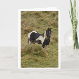 Gypsy pony stallion horse card