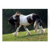 Gypsy Vanner (Front Horizontal)