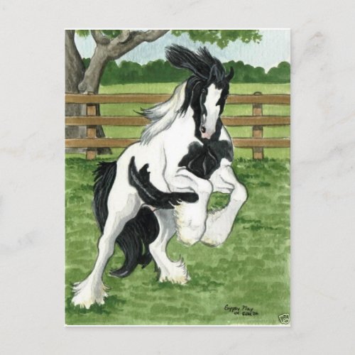 Gypsy Vanner at play Horse Art Postcard