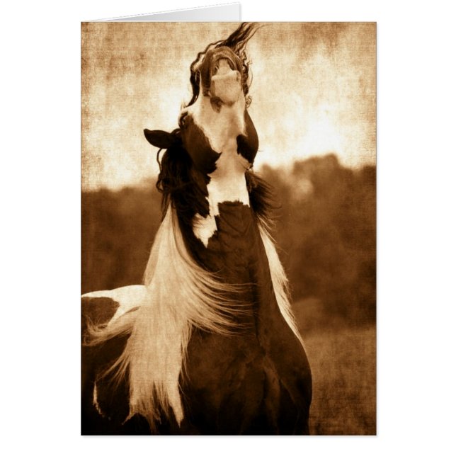 Gypsy Vanner Cards (Front)