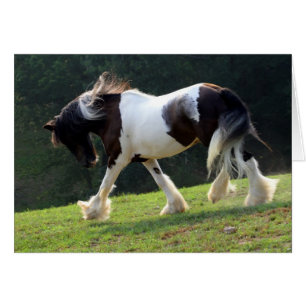 Gypsy Vanner Cards