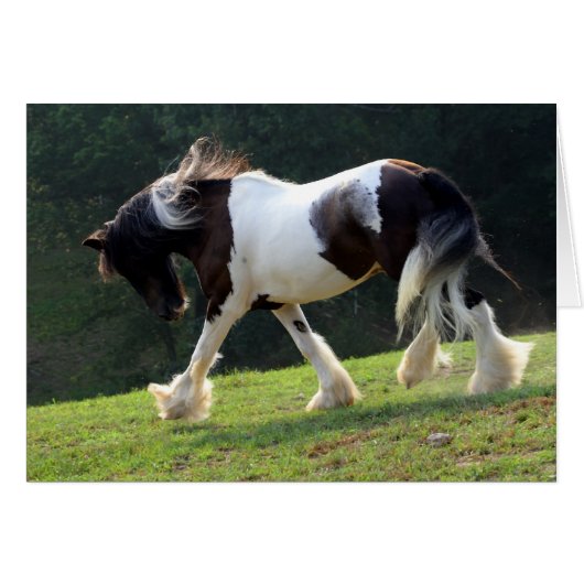Gypsy Vanner Cards (Front Horizontal)