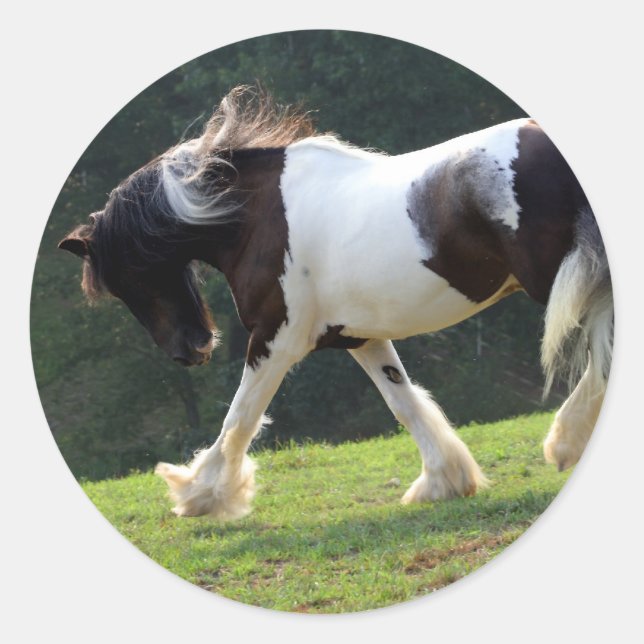 Gypsy Vanner Classic Round Sticker (Front)