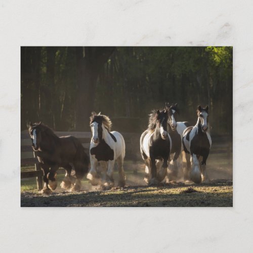 Gypsy Vanner herd postcard