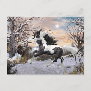 Gypsy Vanner Horse Post Card