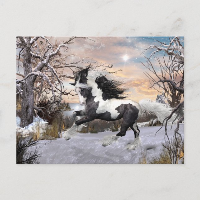 Gypsy Vanner Horse Post Card (Front)