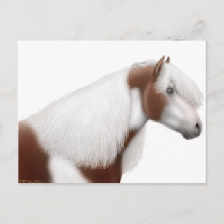 Gypsy Vanner Horse Postcard