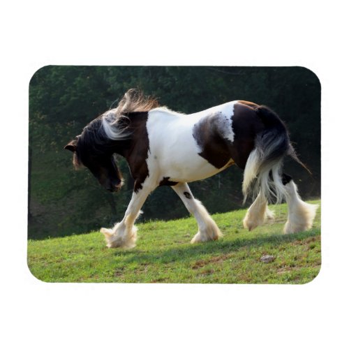 Gypsy Vanner Magnet