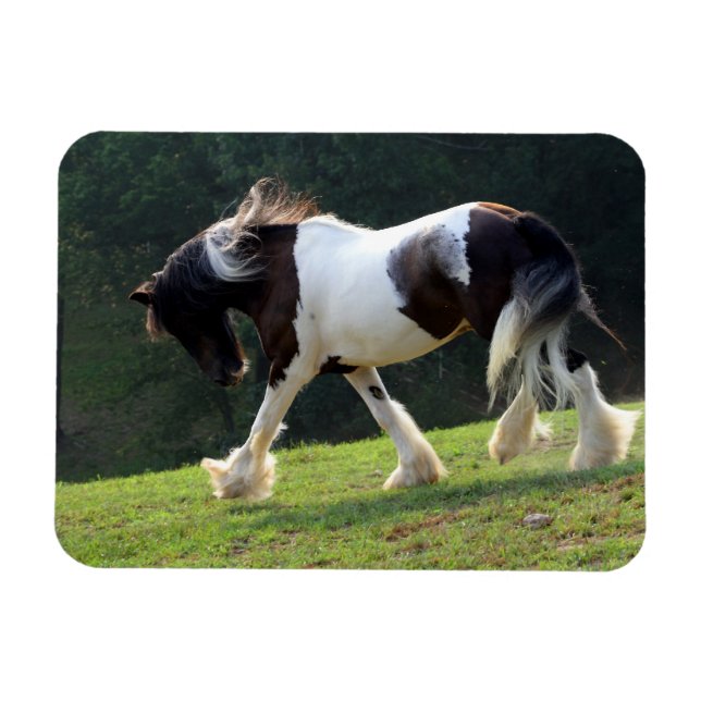 Gypsy Vanner Magnet (Horizontal)
