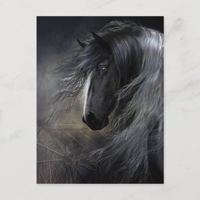 Gypsy Vanner Portrait Postcard (Front)