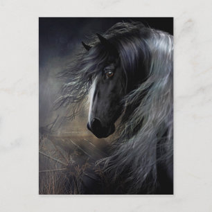 Gypsy Vanner Portrait Postcard