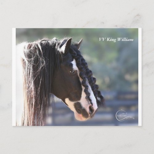 Gypsy Vanner Postcard