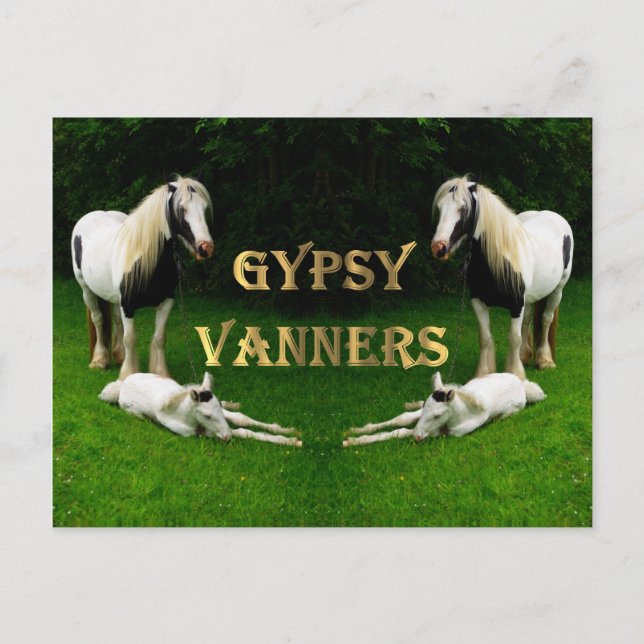 Gypsy Vanners Postcard (Front)