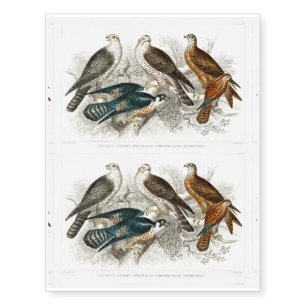 Gyr Falcon, Goshawk, Kite or Glead, Peregrine Temporary Tattoos