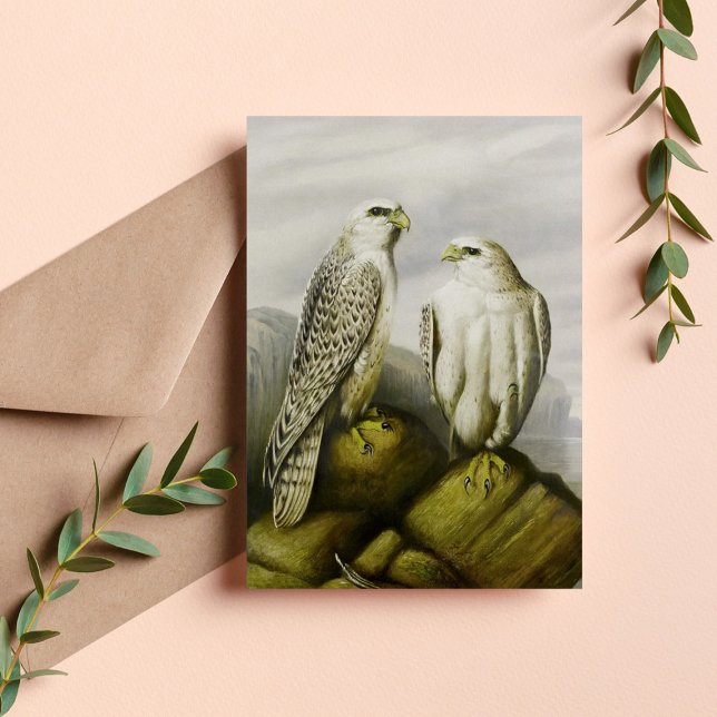 Gyr falcons on a rocky ledge, Bird Illustrations Postcard (Creator Uploaded)
