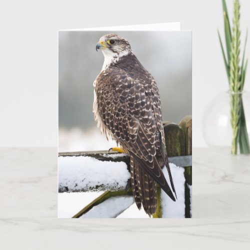 Gyrfalcon Card