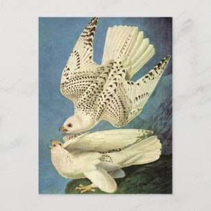 Gyrfalcon, John James Audubon Postcard