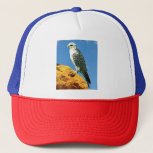 Gyrfalcon perched on a rock trucker hat