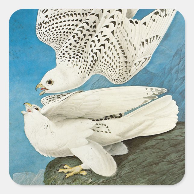 Gyrfalcons, aka Gerfalcons by John James Audubon Square Sticker (Front)