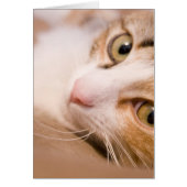 Gyro the cat (Front)