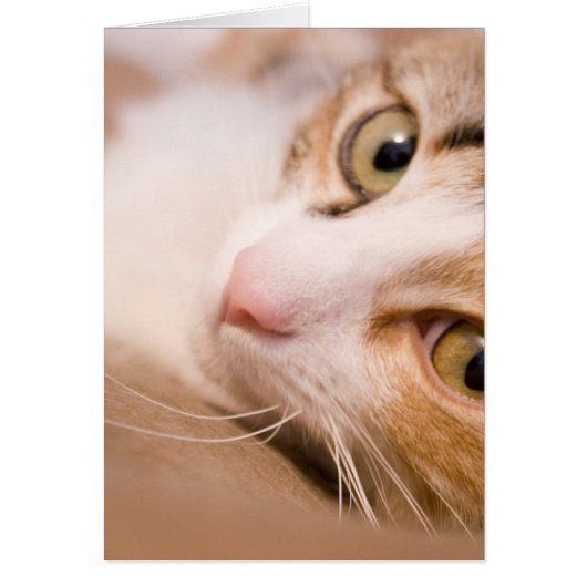 Gyro the cat cards (Front)
