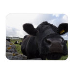 H.a.s. Arts Cow Magnet at Zazzle
