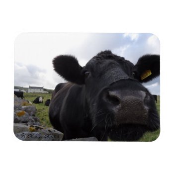 H.a.s. Arts Cow Magnet by hasarts88 at Zazzle