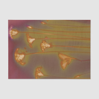 H.A.S. Arts tissue paper, Lough image detail Tissue Paper