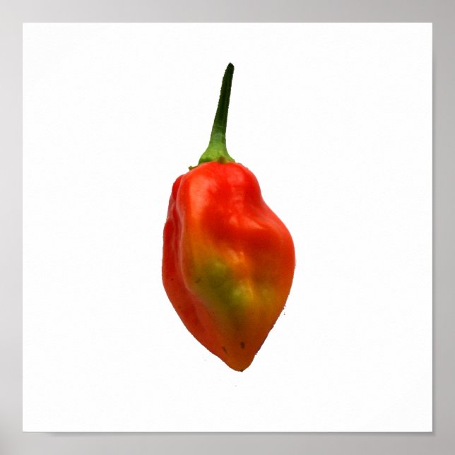 Habanero Single Pepper Photograph Poster (Front)