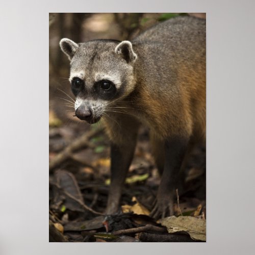 Habituated Crab_eating Raccoon Procyon Poster