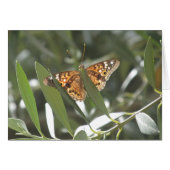Hackberry Emperor Butterfly (Front Horizontal)
