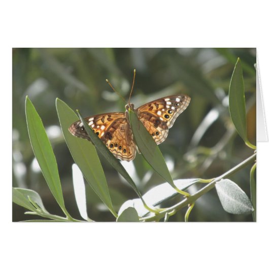 Hackberry Emperor Butterfly Cards (Front Horizontal)