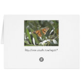Hackberry Emperor Butterfly Cards (Back Horizontal)