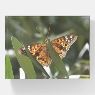 Hackberry Emperor Butterfly Paperweight