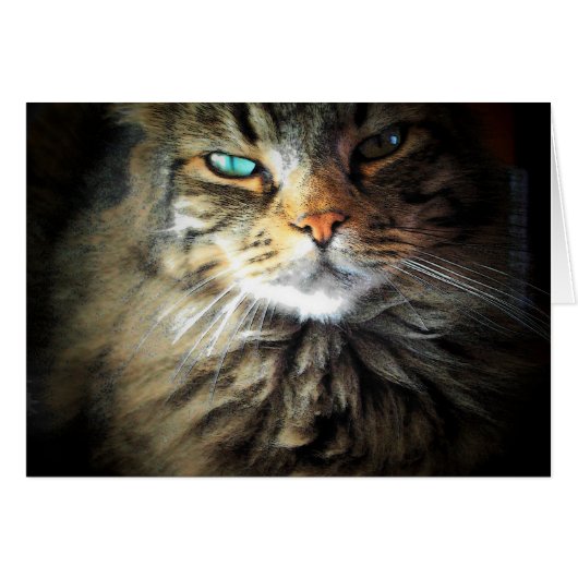 Had me at Meow Cards (Front Horizontal)